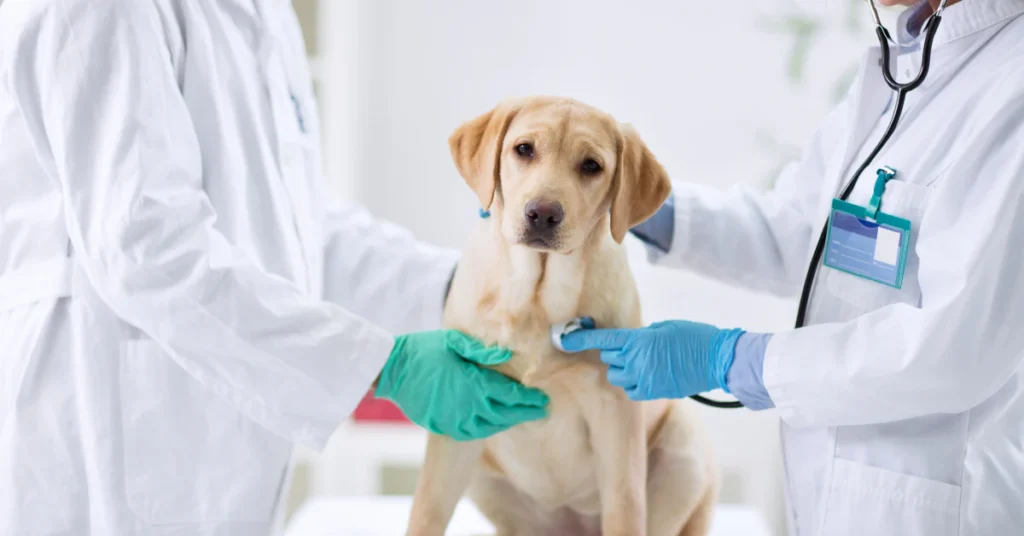 Vet examining a yellow Labrador puppy in a clinic