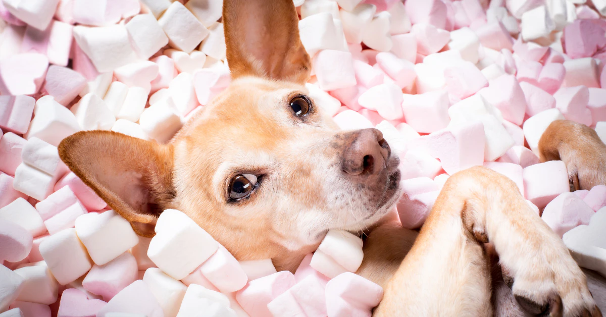 Tan dog lying in a pile of pink and white marshmallows looking at the camera