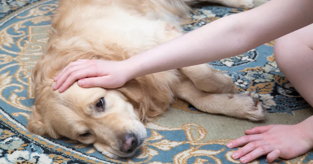Golden dog lying tired on a rug while its owner gently pets it