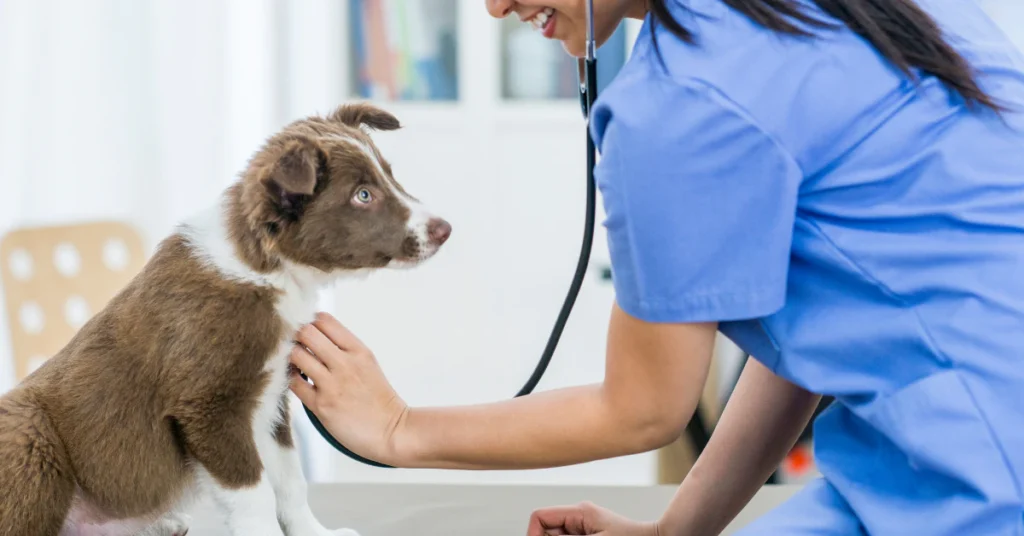 Veterinarian examining a dog with a stethoscope at a vet clinic
