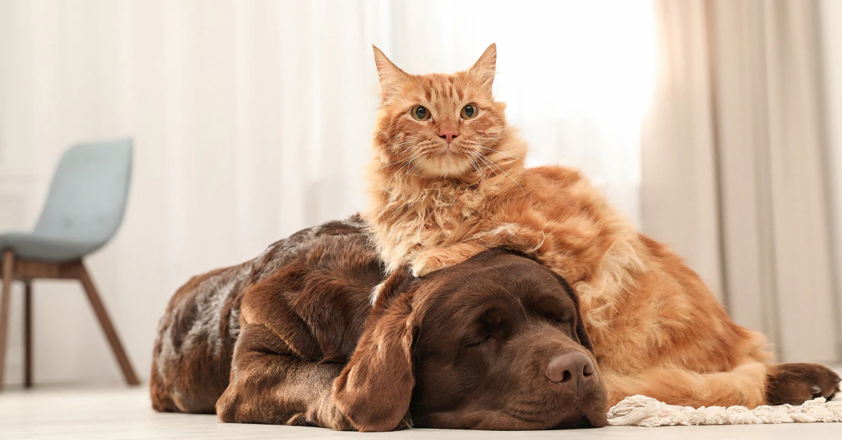 Orange cat resting on top of two dogs on a couch