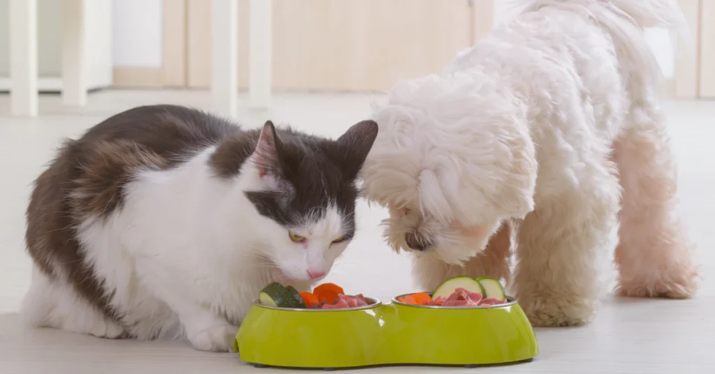 Cat and a fluffy white dog eating from a shared green food bowl