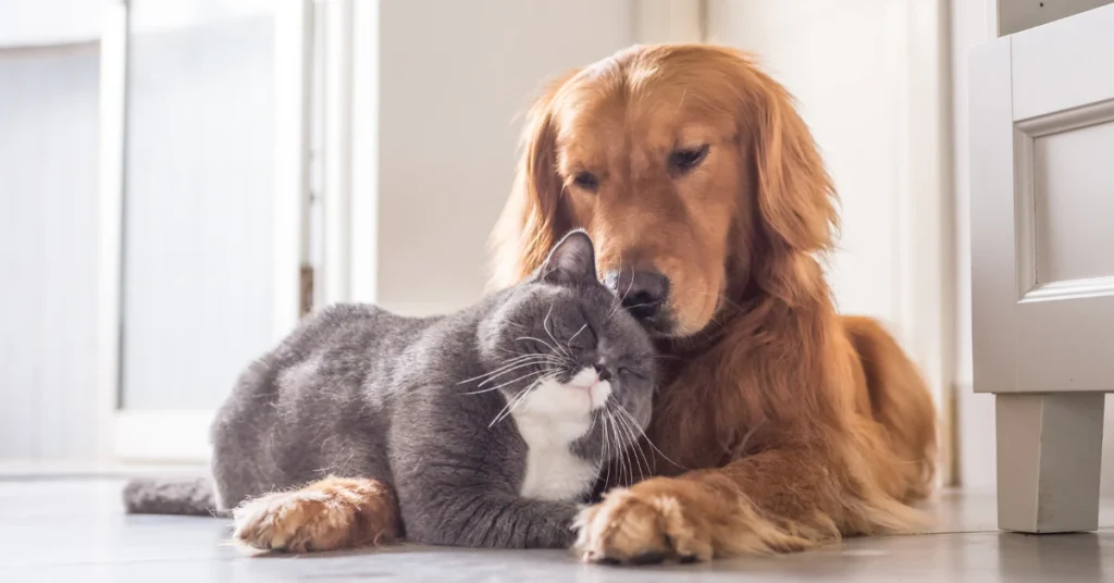 Golden retriever sitting next to a gray and white cat