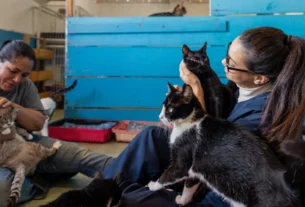 Two people sitting with cats in a cozy room, showing easy pets to take care of