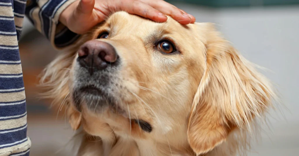 Golden retriever looking up while a hand pets its head, a low maintenance pet