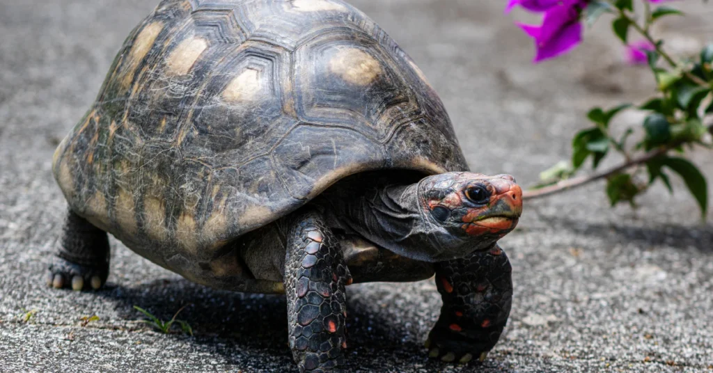 Tortoise with a domed shell walking on gravel near purple flowers, a risky reptile pet