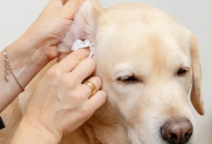 How to clean dog ears, owner gently cleaning a golden dog’s ear