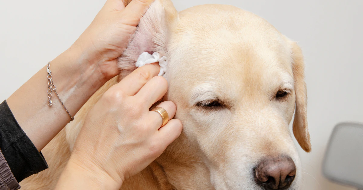 How to clean dog ears, owner gently cleaning a golden dog’s ear