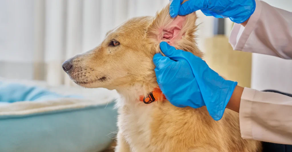 How often to clean dog ears, groomer in blue gloves checking a dog’s ear