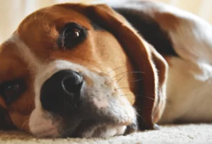 Sad beagle dog lying down looking unwell