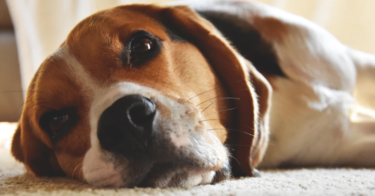 Sad beagle dog lying down looking unwell