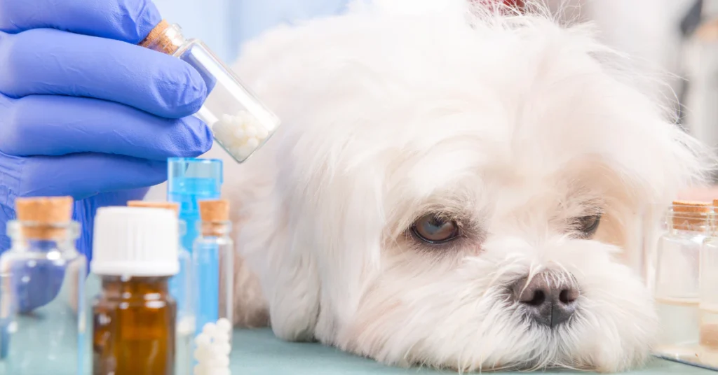 Vet giving liquid medication with a dropper to a white fluffy dog