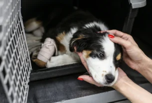 Rescue puppy resting in a crate while a person gently reaches out a hand