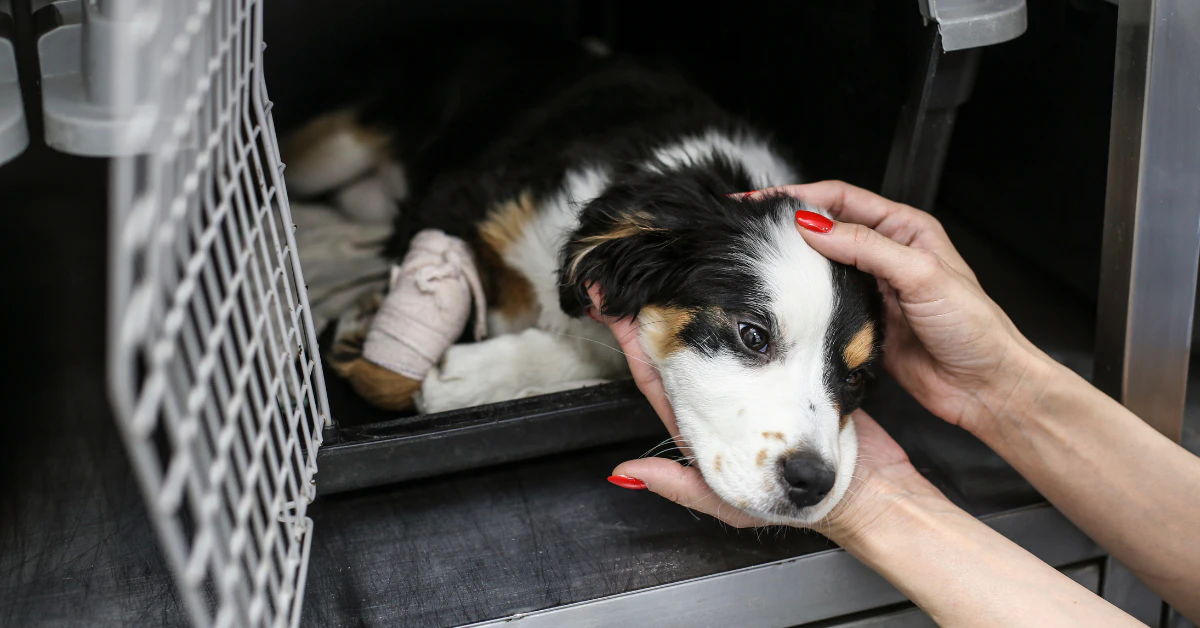 Rescue puppy resting in a crate while a person gently reaches out a hand