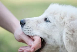 White puppy gently mouthing a person's hand