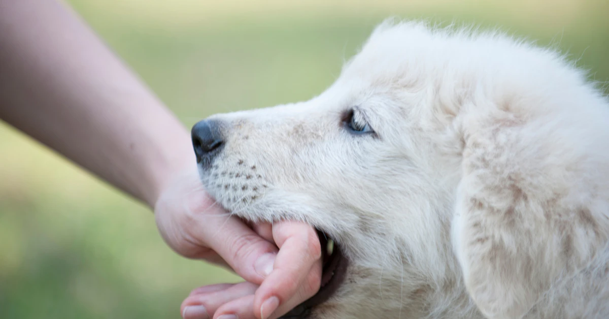 White puppy gently mouthing a person's hand