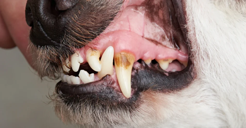 Close-up of a puppy's open mouth showing teeth and gums