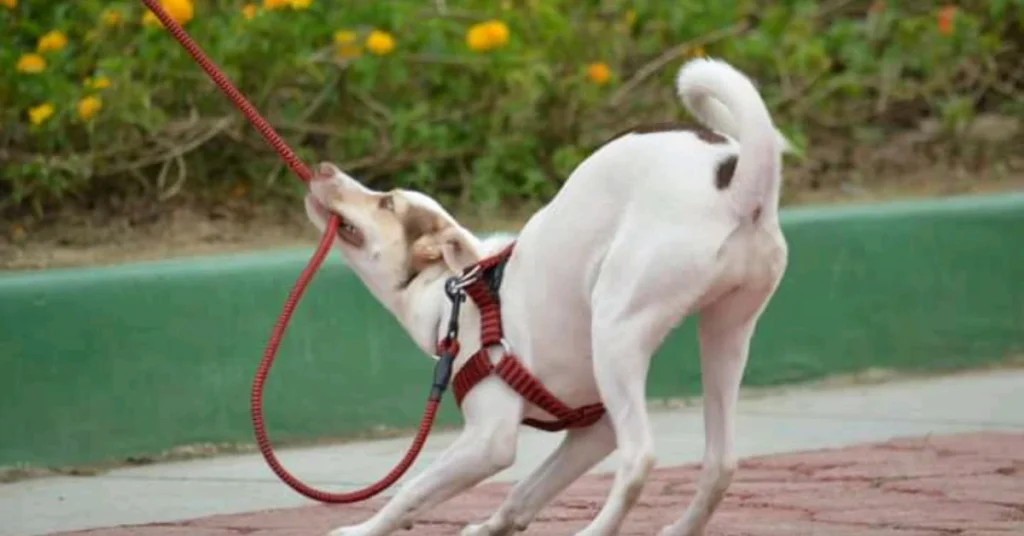 White dog on a leash pulling and tugging outdoors