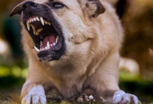 Dog growling and showing its teeth