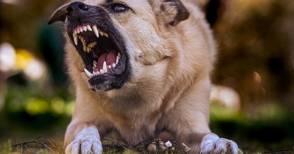 Dog growling and showing its teeth