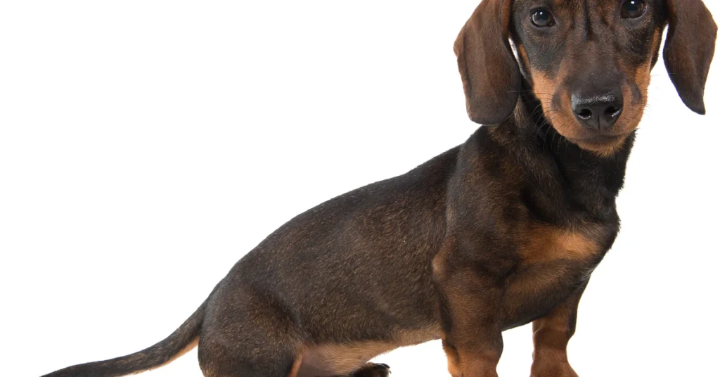 Dachshund standing on a white background