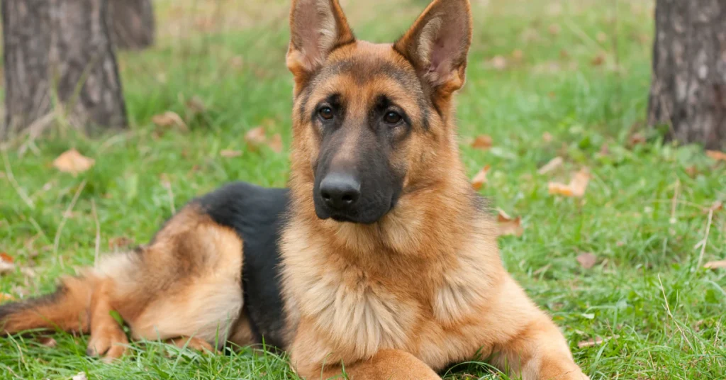 German Shepherd lying calmly on the grass
