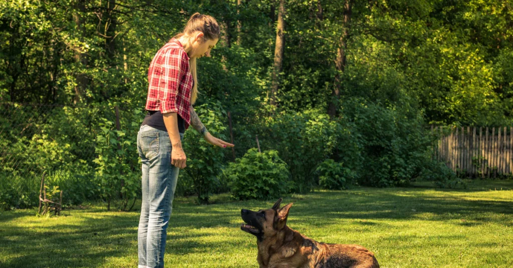 Man training a dog outdoors on a grassy field