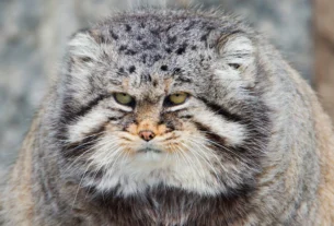 Close-up of a Pallas cat with thick gray fur and a grumpy expression