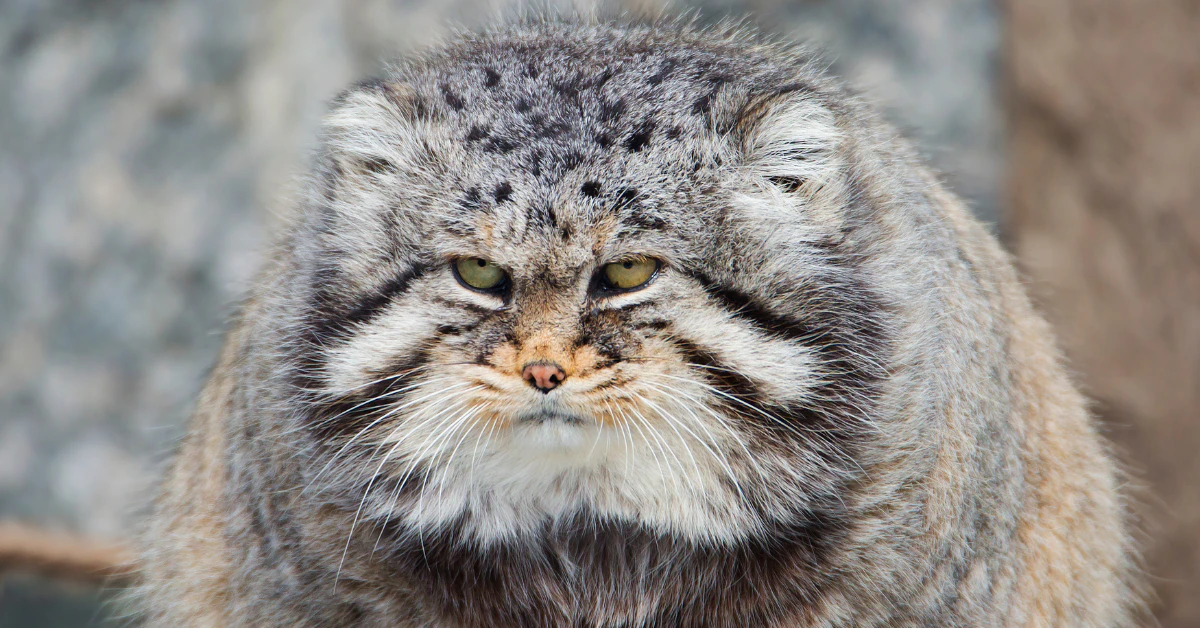 Close-up of a Pallas cat with thick gray fur and a grumpy expression