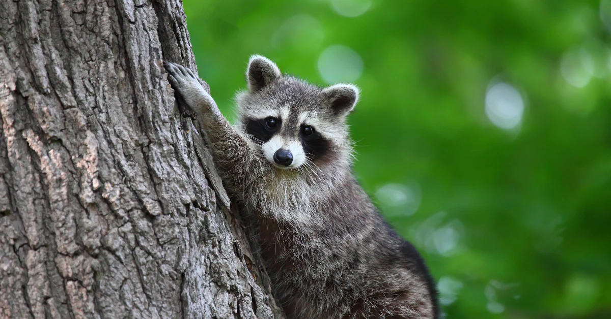Young raccoon climbing a tree trunk in a green outdoor setting