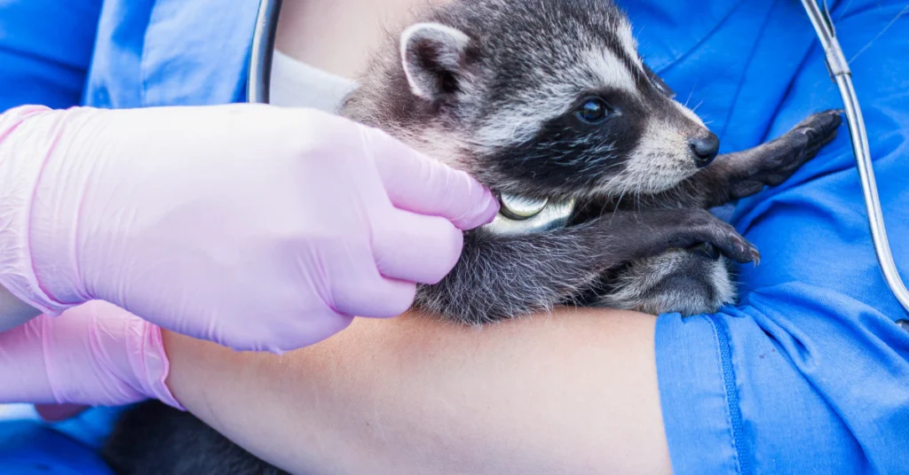 Veterinarian in blue scrubs and gloves examining a raccoon