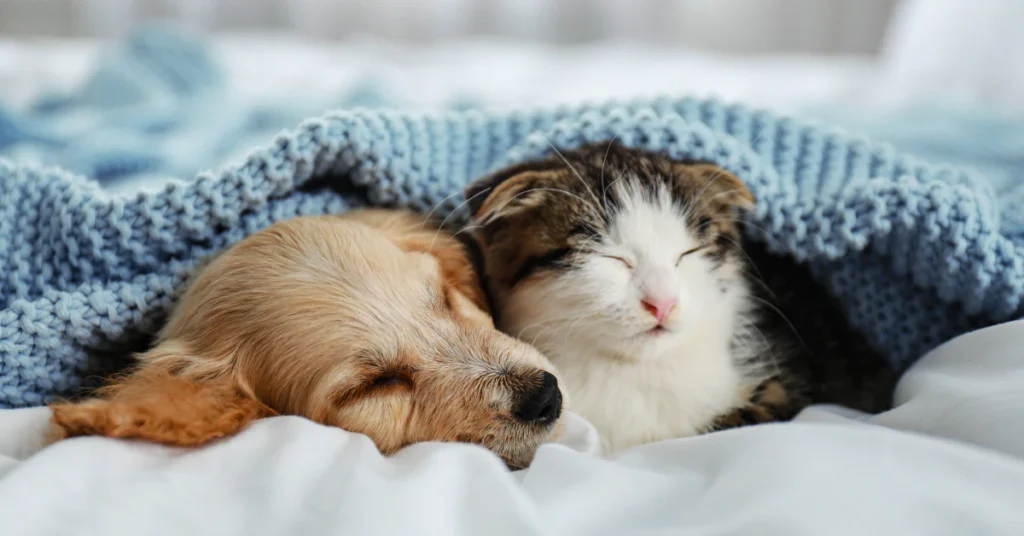 Puppy and kitten sleeping together under a soft blue blanket