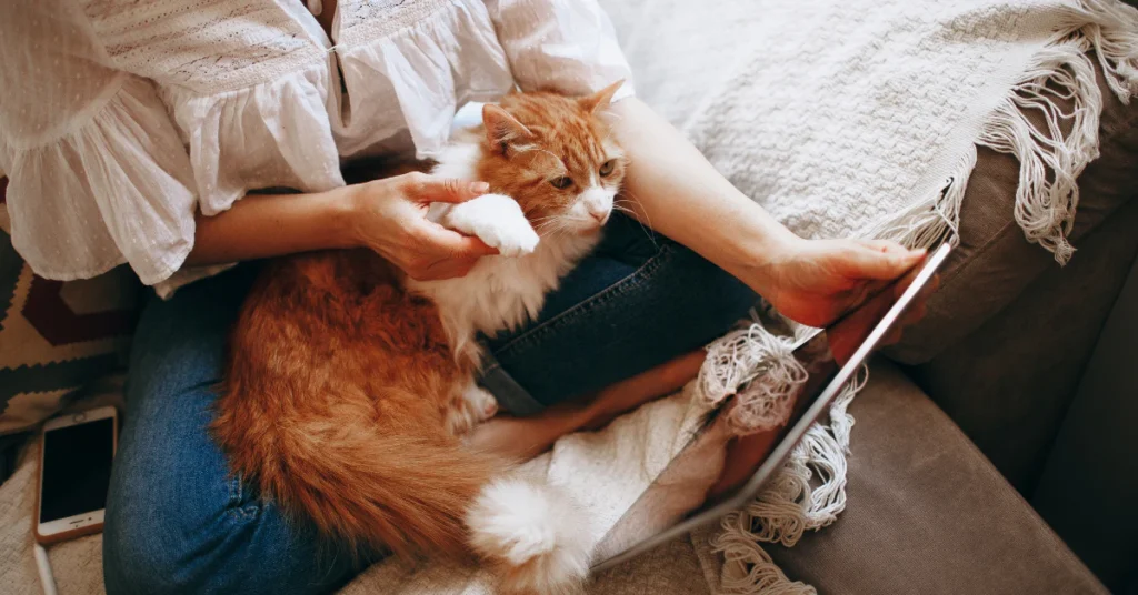 Cat curled up on its owner's lap while the person uses a tablet on the sofa
