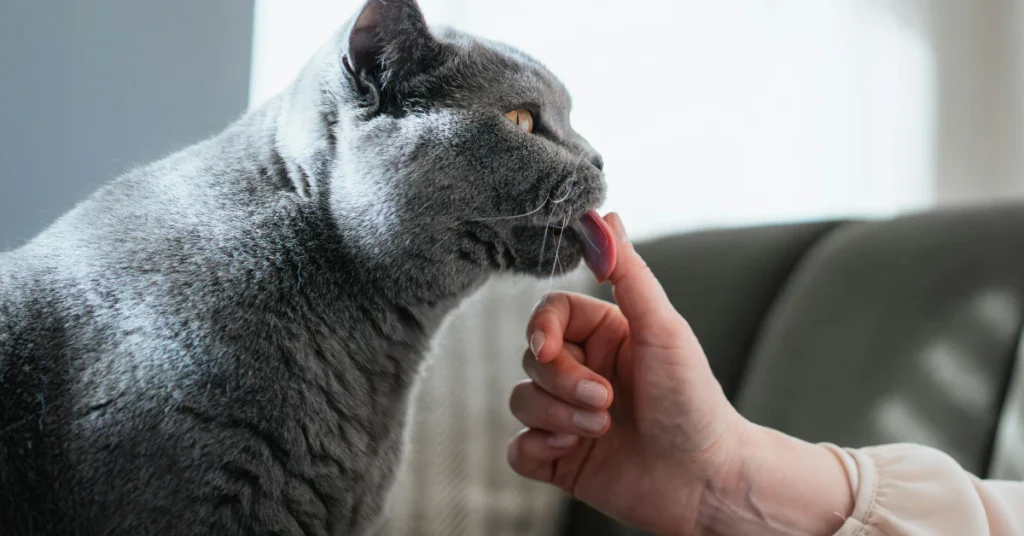 Gray cat sniffing and touching a person's finger during a gentle petting moment