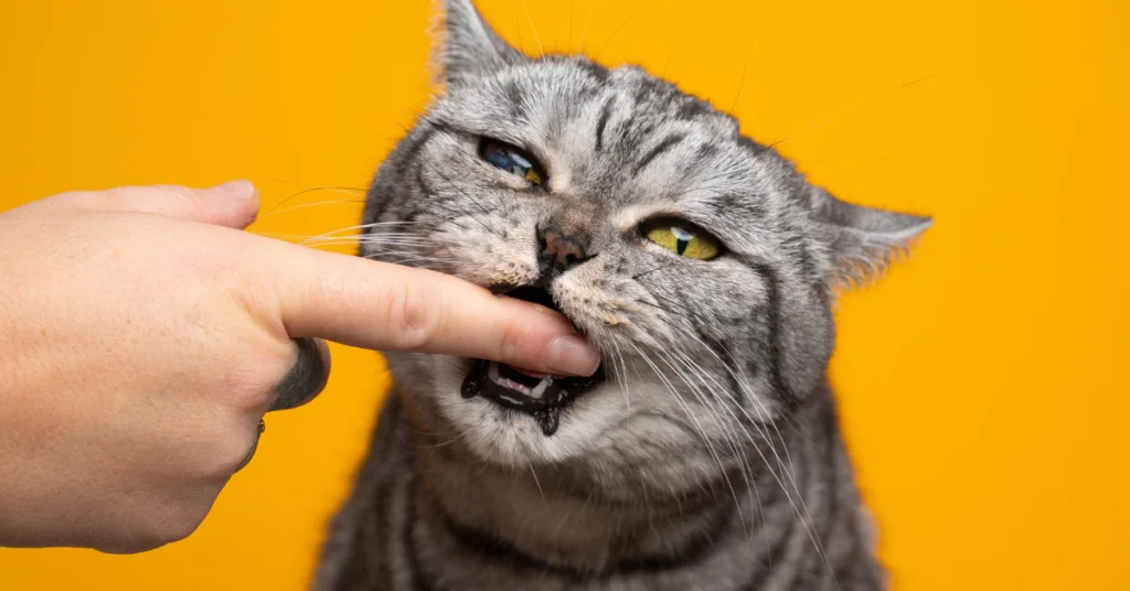Tabby cat on a yellow background licking a person's fingertip