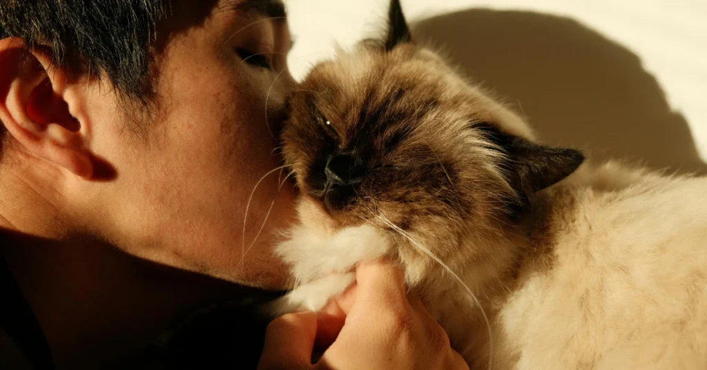 Man giving a kiss on the head to a fluffy cat with a cream and brown face