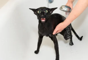 Wet black cat standing in a bathtub while being washed