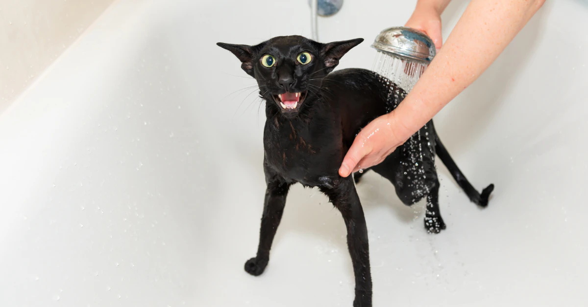 Wet black cat standing in a bathtub while being washed