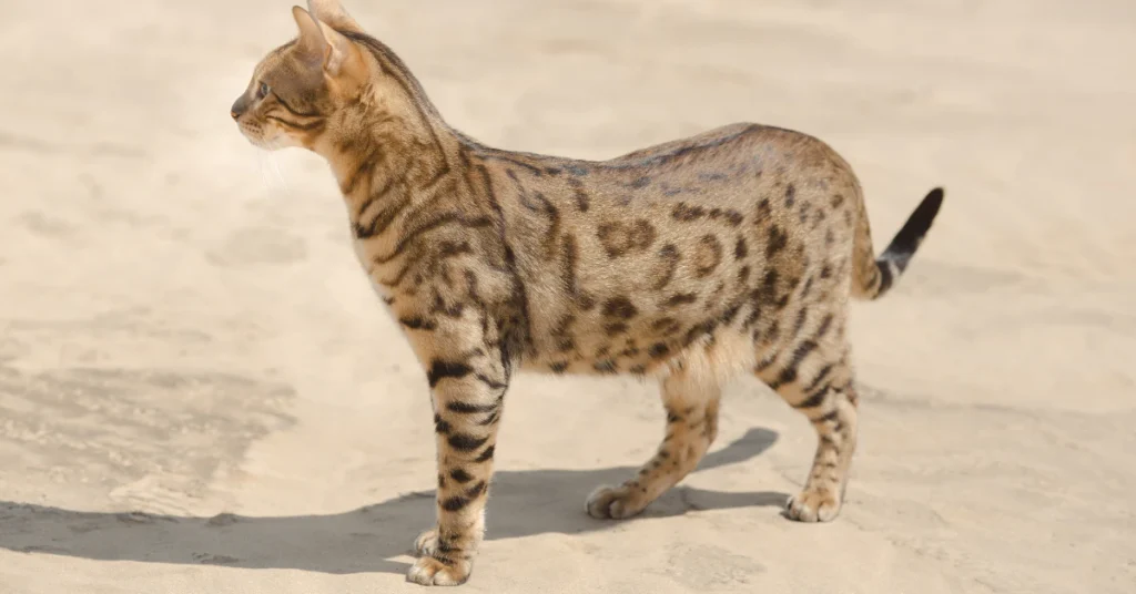 Spotted cat standing on sandy ground in a dry setting