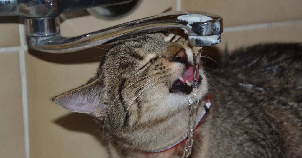 Cat drinking water from a running faucet