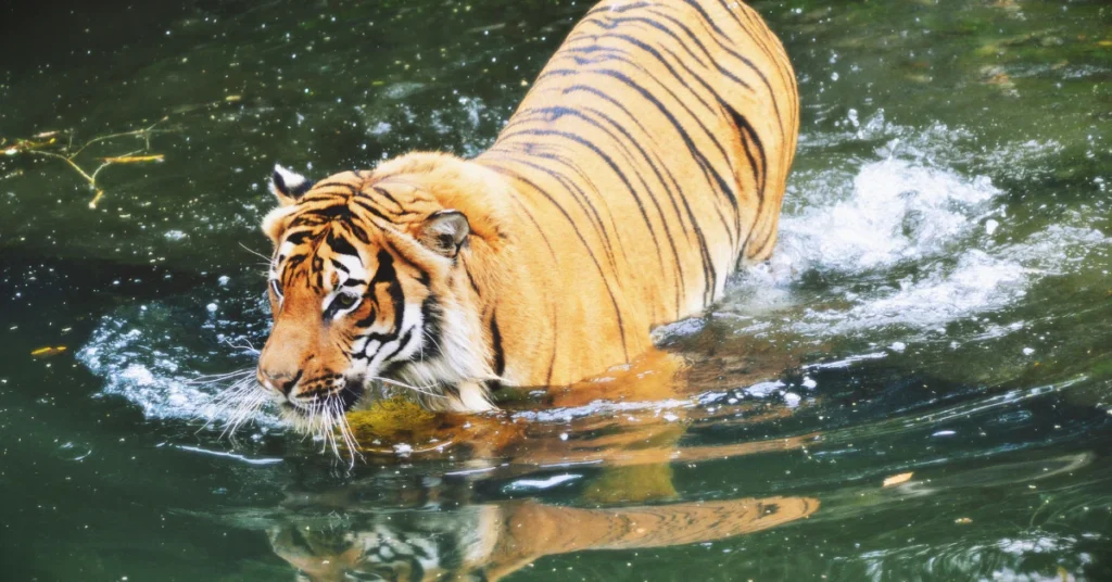 Tiger swimming in a pond