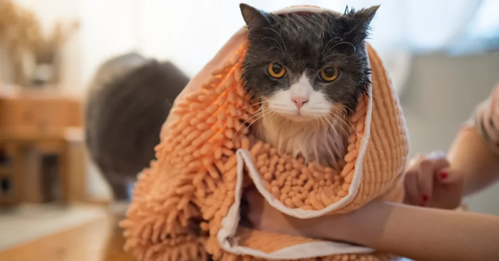 Cat wrapped in an orange towel after a bath