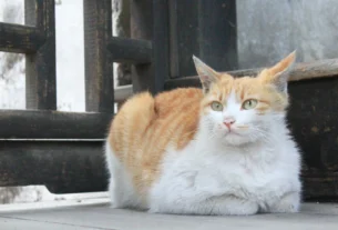 Orange and white cat sitting in a relaxed loaf position with paws tucked under its body