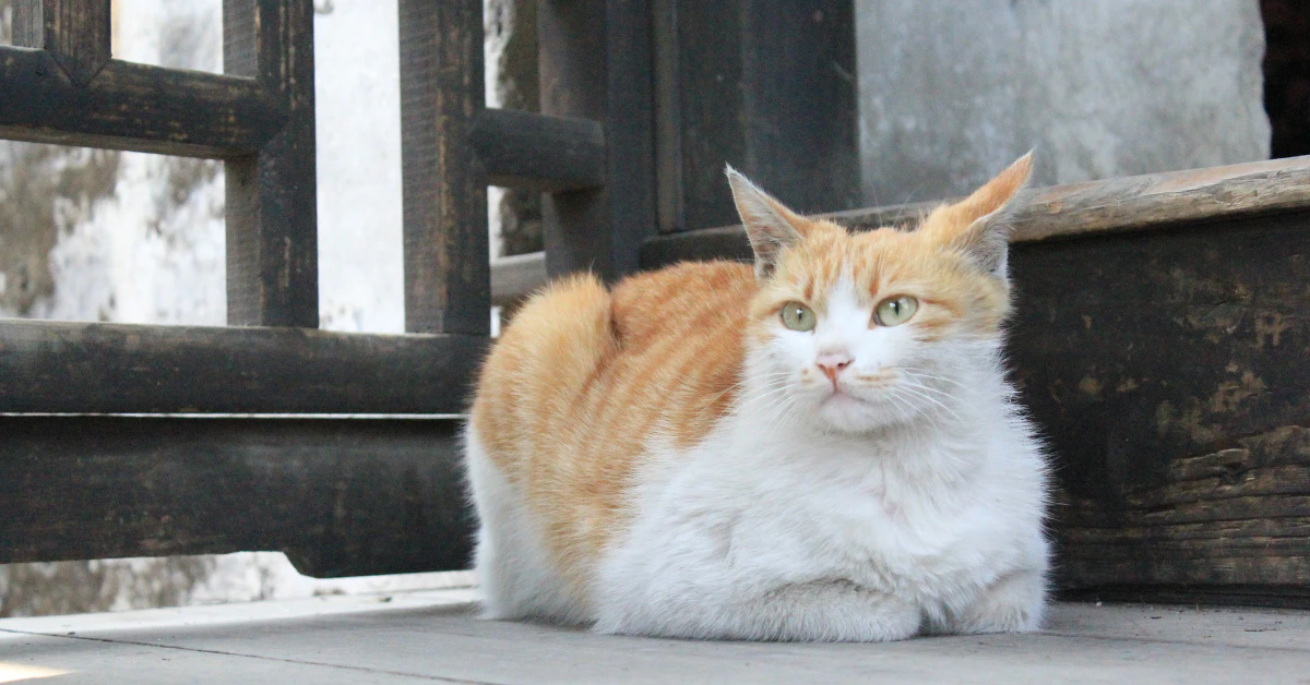 Orange and white cat sitting in a relaxed loaf position with paws tucked under its body