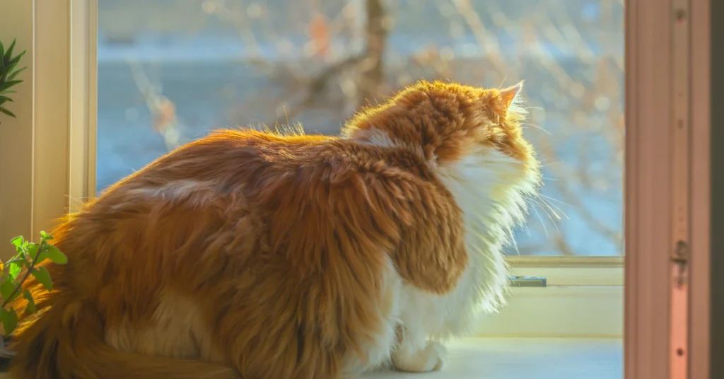 Orange cat sitting by a sunny window looking outside