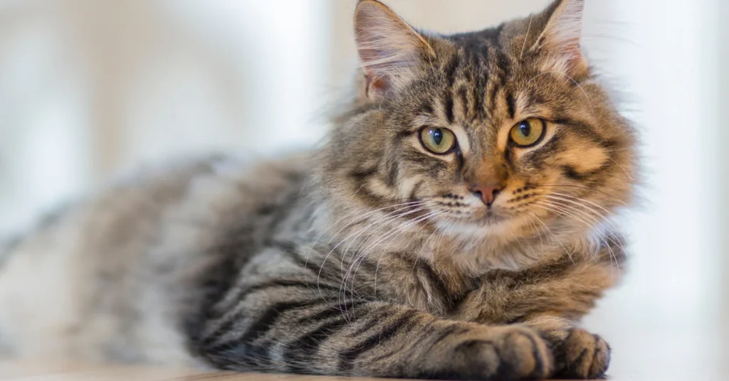 Tabby cat lying down and resting comfortably on a soft surface