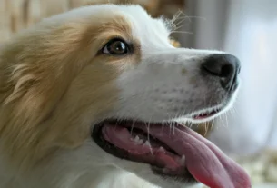 Happy dog with its mouth open and tongue out, panting