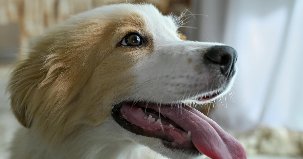 Happy dog with its mouth open and tongue out, panting