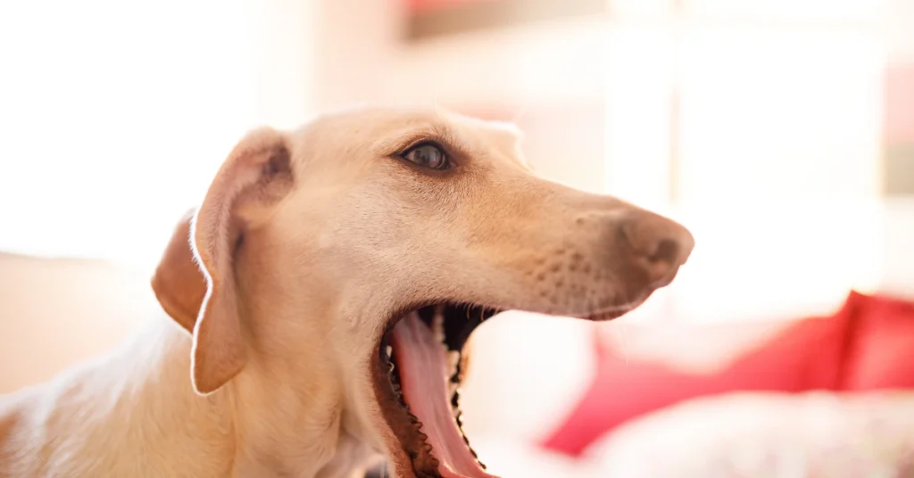 Dog with an open mouth panting to cool down