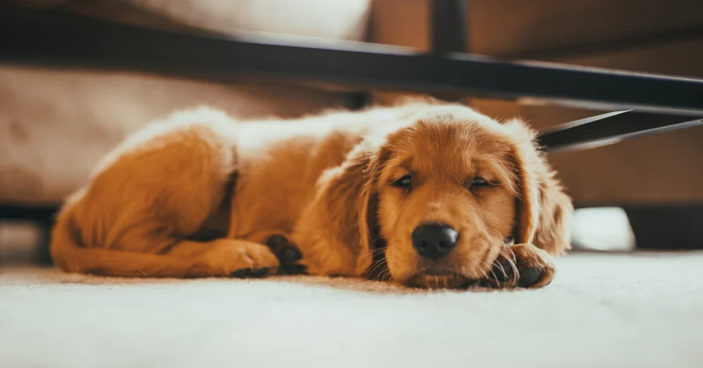 Golden retriever puppy lying down and resting on a bed